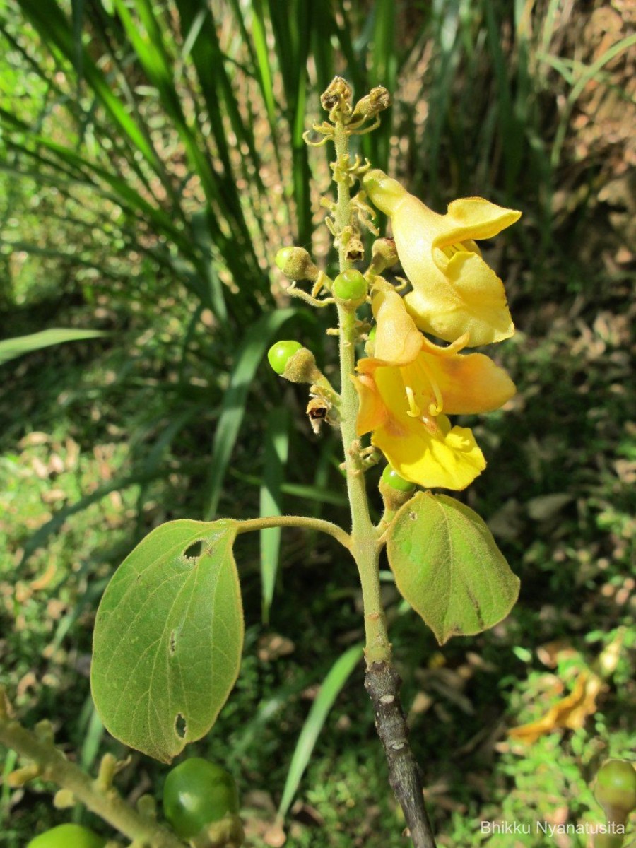 Gmelina arborea Roxb. ex Sm.